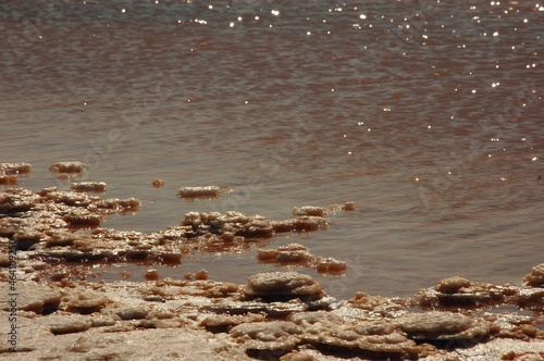 ducks in the water