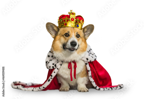 cute corgi dog in red emperor robe and golden crown on white isolated background