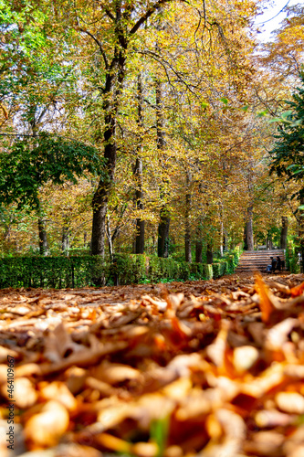 Autumn landscape with orange, brown and yellow colors in the branches of the trees and by the path full of leaves in Parque del Retiro in Madrid, in Spain. Europe. Vertical photography.