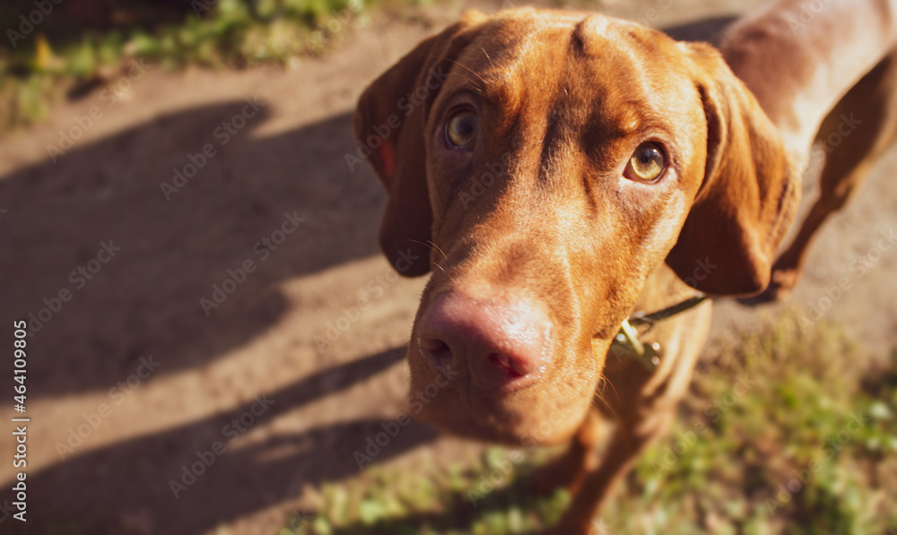 Portrait of a Hungarian vizsla on a sunny autumn day in the field. The head of the dog is large. Hungarian Pointing Dog Portrait of a Hungarian vizsla on a sunny autumn day in the field. The head of the dog is large. Hungarian Pointing Dog