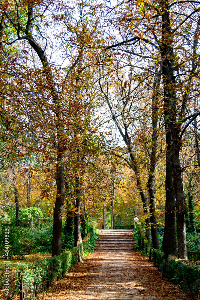 Autumn landscape with orange, brown and yellow colors in the branches of the trees and by the path full of leaves in Parque del Retiro in Madrid, in Spain. Europe. Vertical photography.