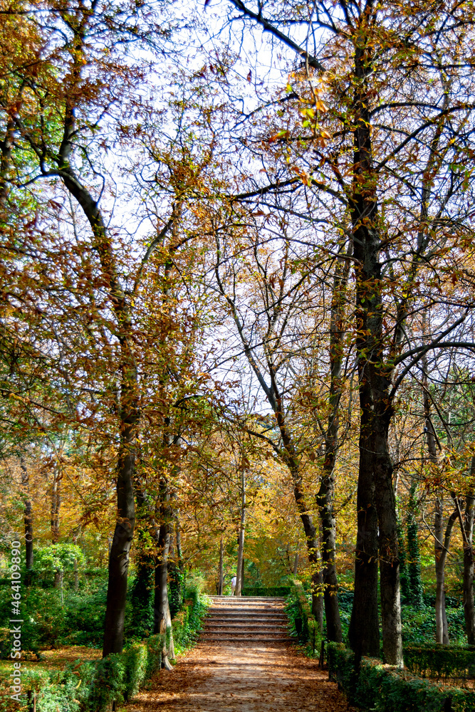 Autumn landscape with orange, brown and yellow colors in the branches of the trees and by the path full of leaves in Parque del Retiro in Madrid, in Spain. Europe. Vertical photography.