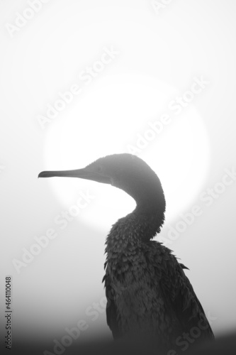 A monochrome image of a Socotra cormorant during sunrise, Bahrain