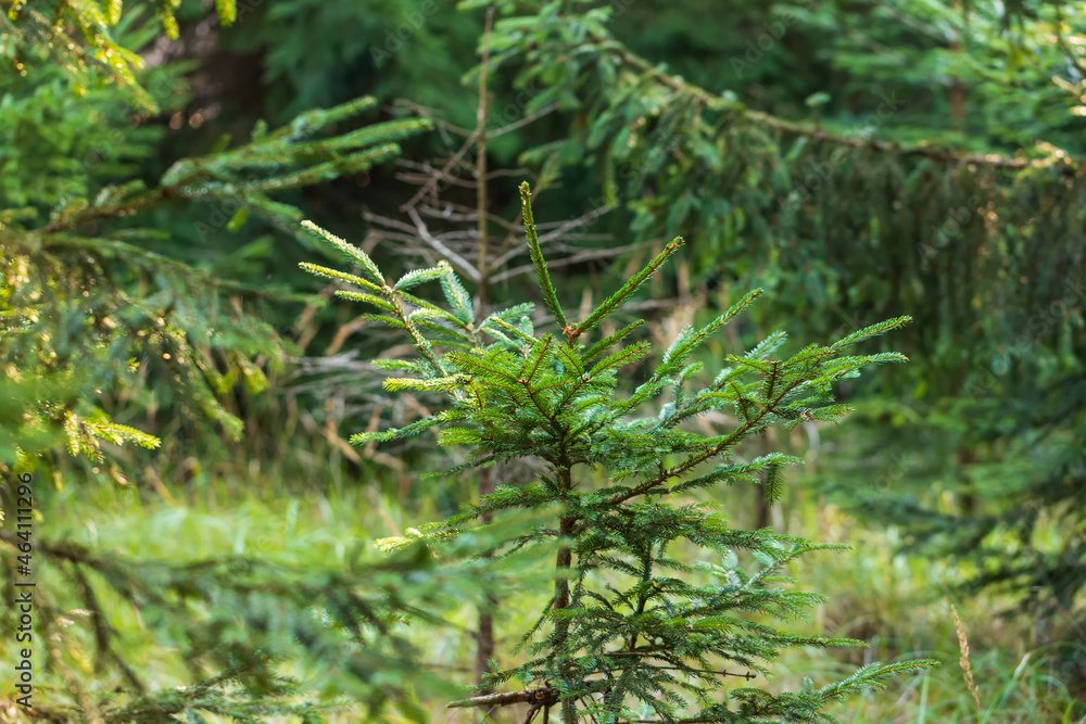 Fototapeta premium Green spruce tree branches in the forest.