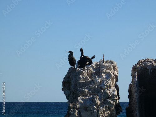 Cormorani photo