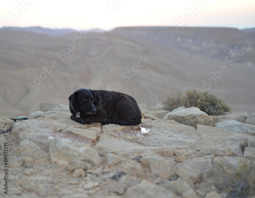 Black dog in desert landscape of dry stones. Black dog resting in desert against blue sky. big black dog lies, in the background a large volcanic mountains. travel with dog