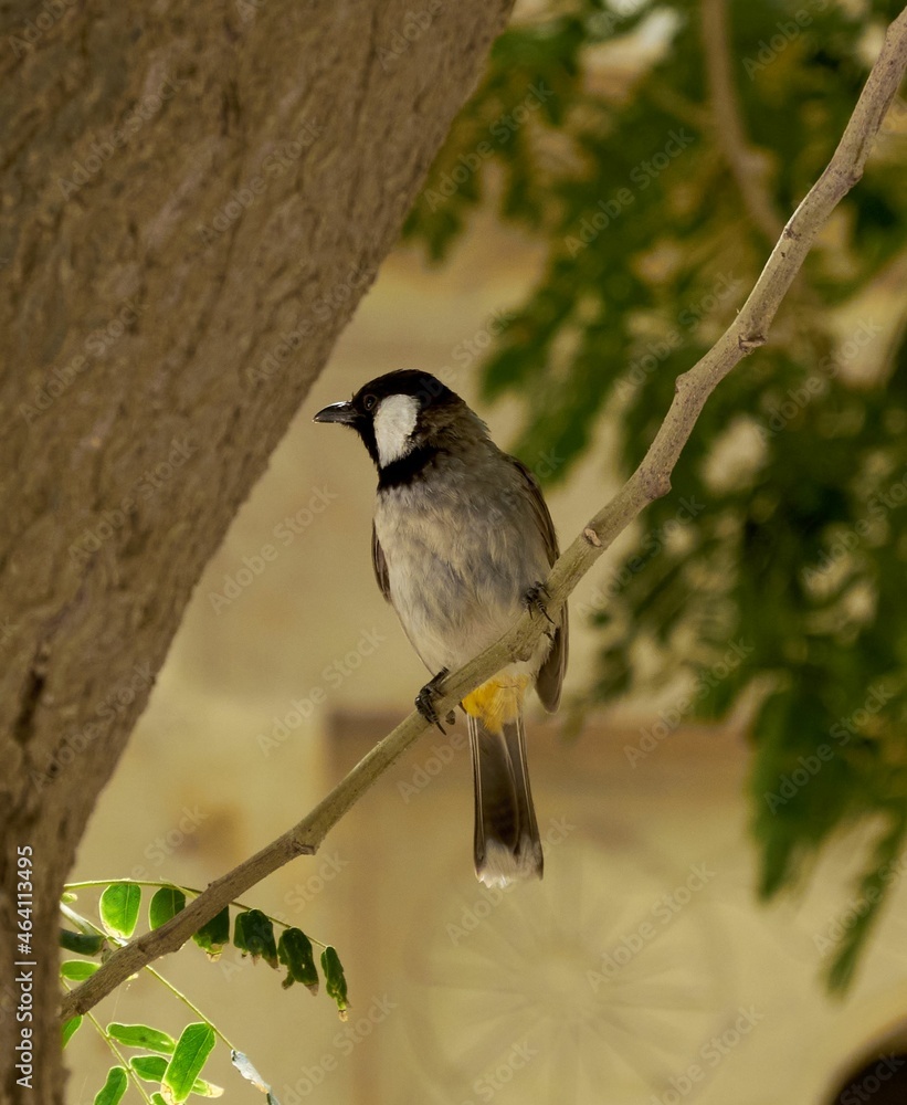 Naklejka premium White cheeked bulbul perching on a branch