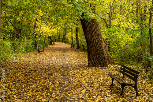 jesienny park z alejami i ławkami w Opolu na Wyspie Bolko photo