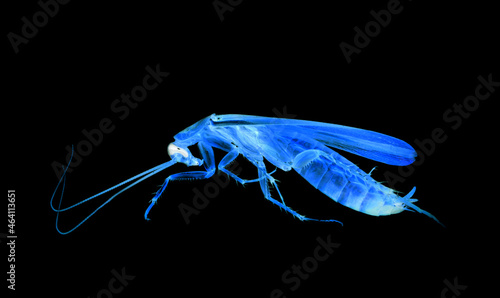Cockroach closeup macro x-ray isolated on black background, insecticide, killing insects dead