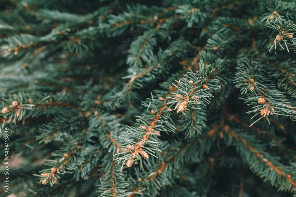 Natural Christmas trees in a farm market. Close-up on a pine branch. Selective focus, copy space