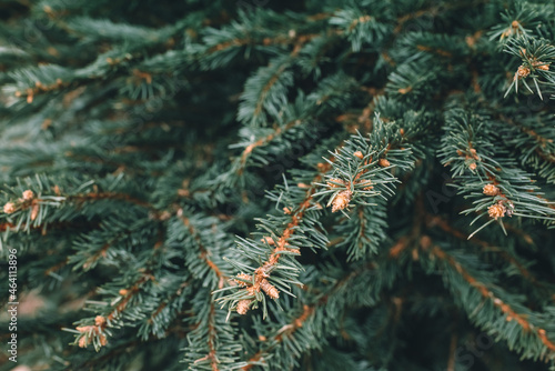 Natural Christmas trees in a farm market. Close-up on a pine branch. Selective focus  copy space