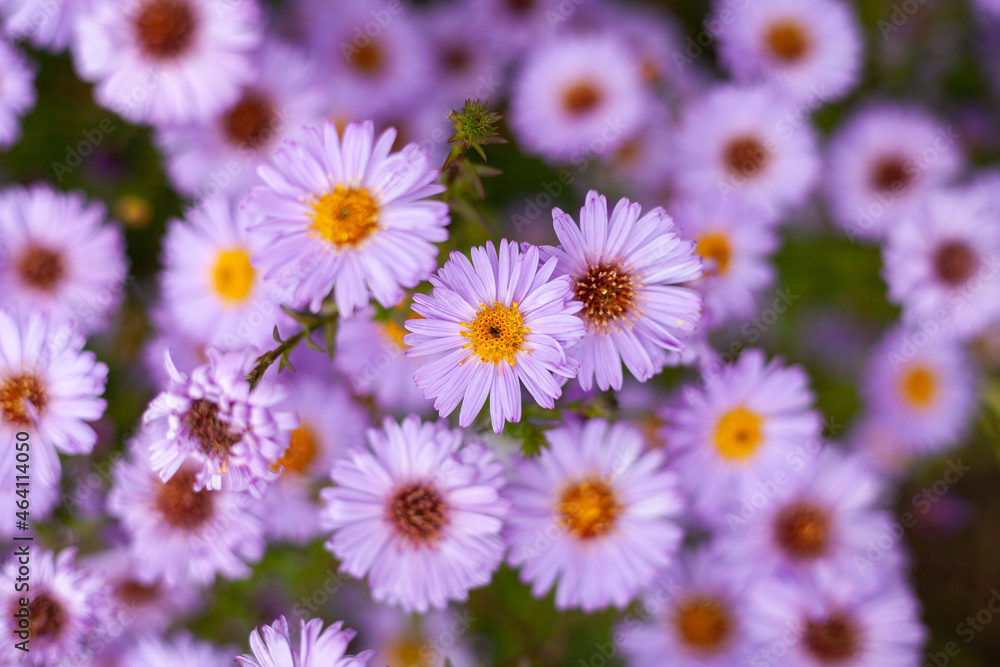 Fototapeta premium Lila Blüten einer Blume