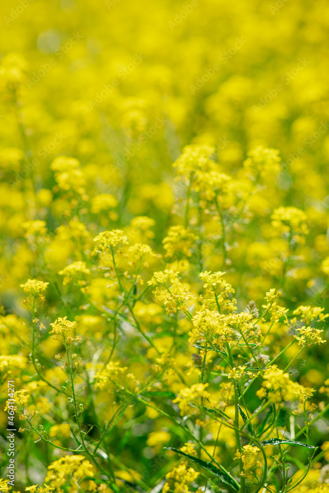 Scenic rural landscape with yellow rape, rapeseed or canola field. Scenic rural landscape with yellow rape, rapeseed or canola field.
