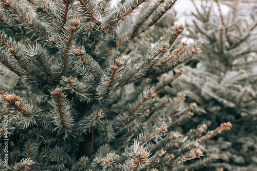 Natural Christmas trees in a farm market. Close-up on a pine branch. Selective focus, copy space, toned picture