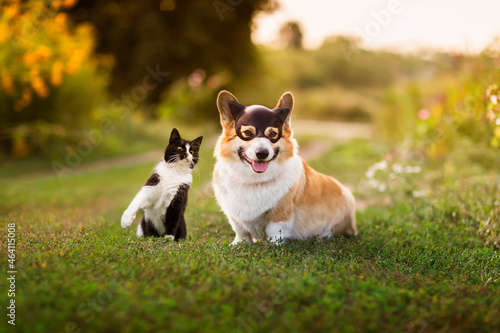 funny friends cat and dog wearing a cat mask, they sit in the summer garden on the grass