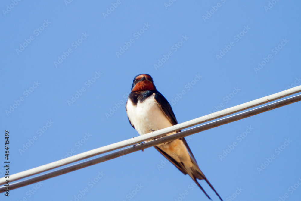 The barn swallow (Hirundo rustica) is the most widespread species of ...