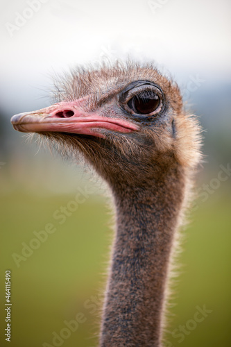 portrait of an ostrich with out-of-focus background