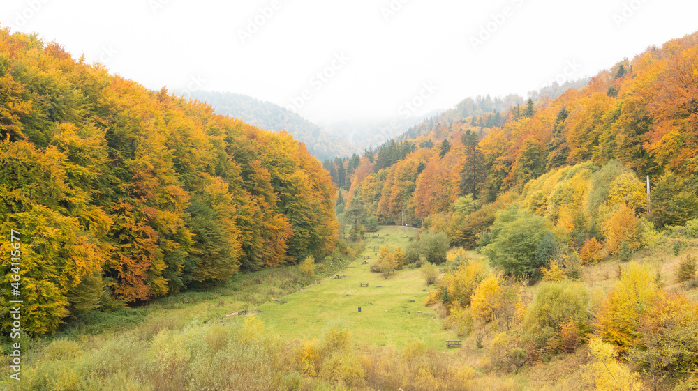 Meadow in early autumn forest