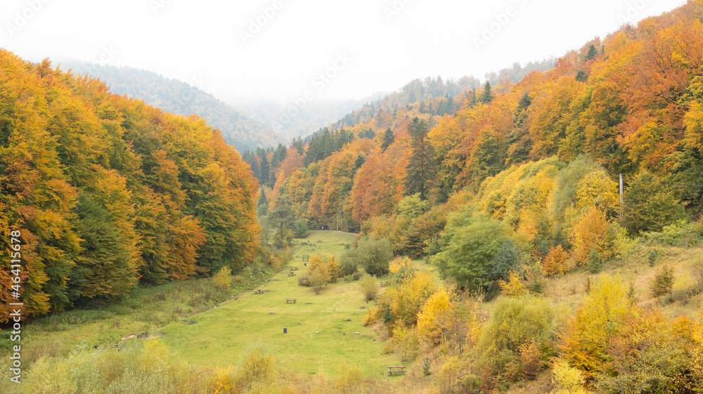 Meadow in early autumn forest