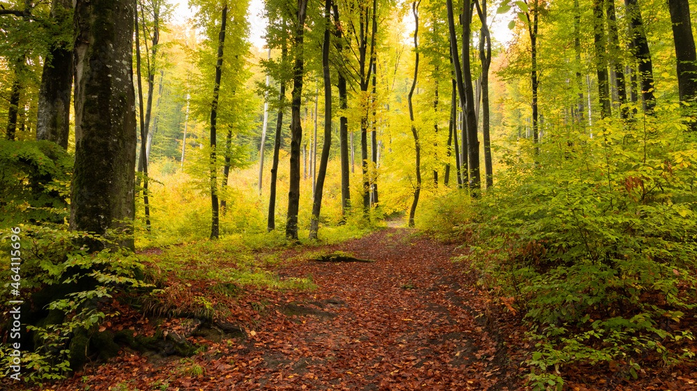 Fototapeta premium Early autumn forest path