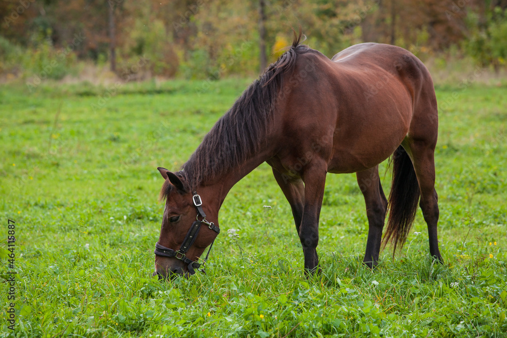 A graceful young brown horse grazes in the meadow. In the background, yellowing autumn trees. Side view A graceful young brown horse grazes in the meadow. In the background, yellowing autumn trees. Side view