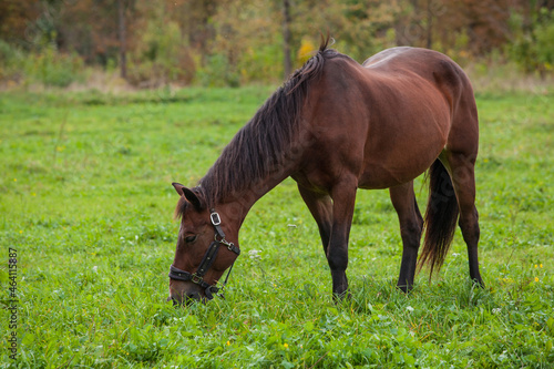 A graceful young brown horse grazes in the meadow. In the background  yellowing autumn trees. Side view