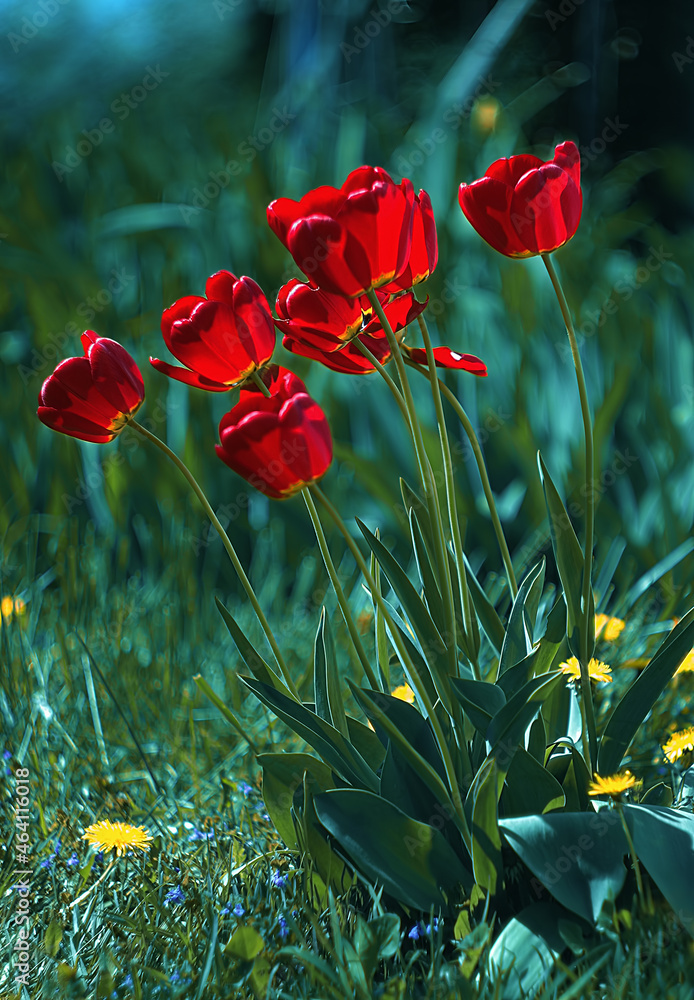 Obraz premium Tulipany