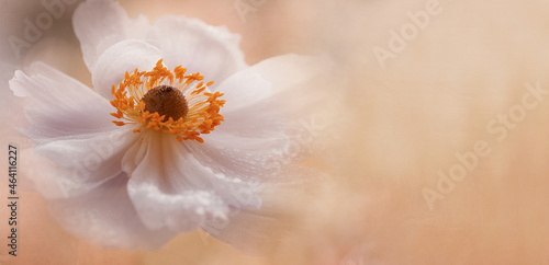 Kwiat Anemone panorama