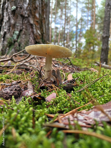 mushrooms in the forest