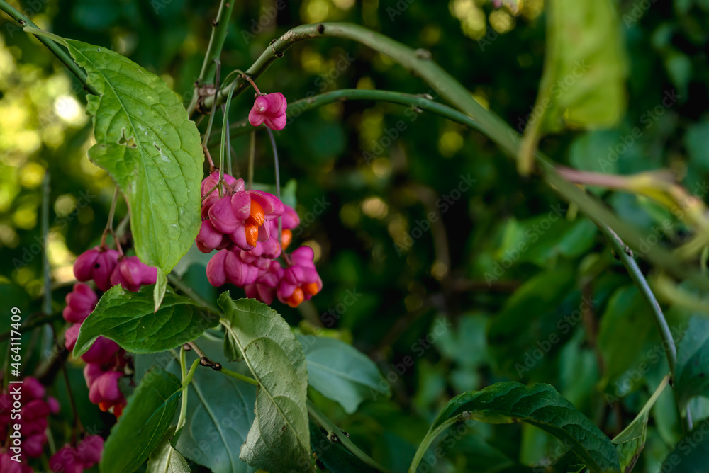 Flora of Polder Park Cronesteyn large park in the city of Leiden, Netherlands in the Dutch province of South Holland Flora of Polder Park Cronesteyn large park in the city of Leiden, Netherlands in the Dutch province of South Holland