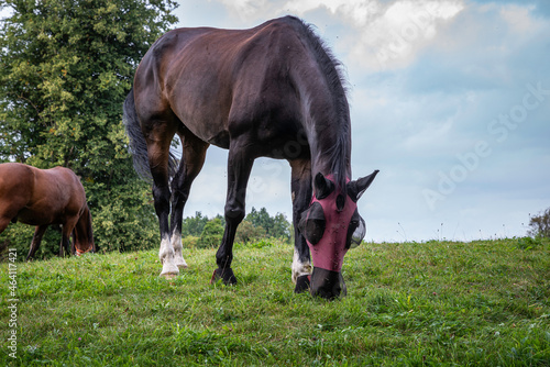 A brown or dark bay horse with white fetlocks wearing a fly mask and grazing in a grass meadow. photo