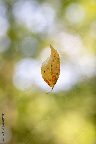 Falling autumn leaf against a blurred green background © chillingworths