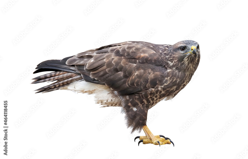A common buzzard (Buteo buteo), isolated on White background A common buzzard (Buteo buteo), isolated on White background