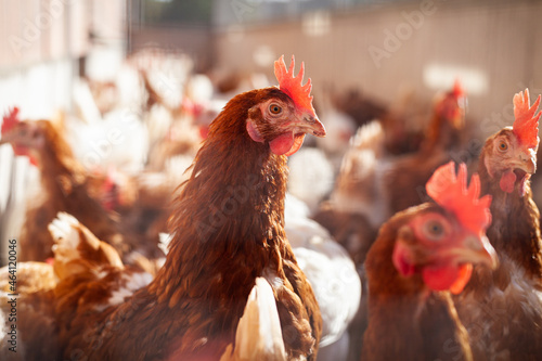 Huhn im Hühnerstall photo