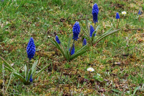 Row of muscaries in the grass in spring.  photo