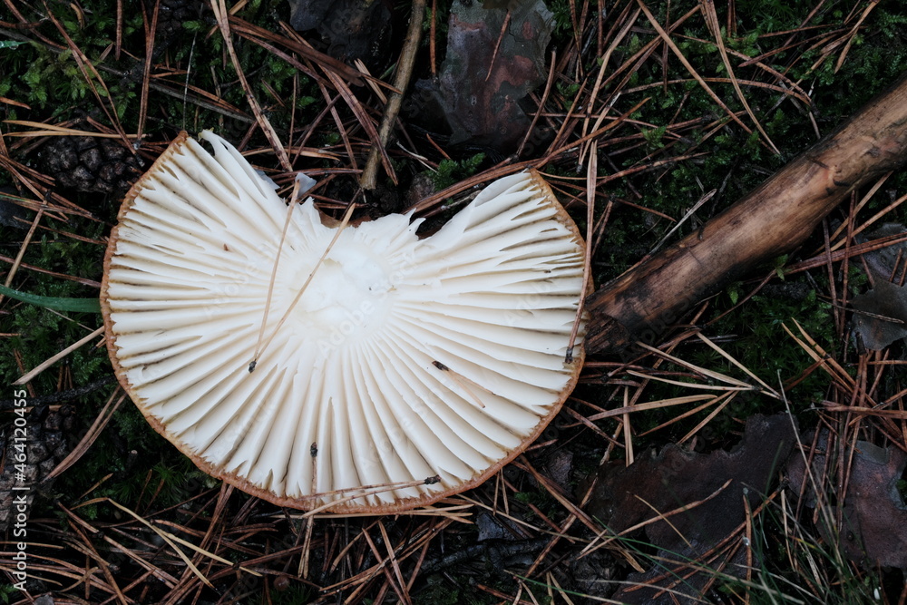 Mushroom cap lying upside down on forest ground Mushroom cap lying upside down on forest ground