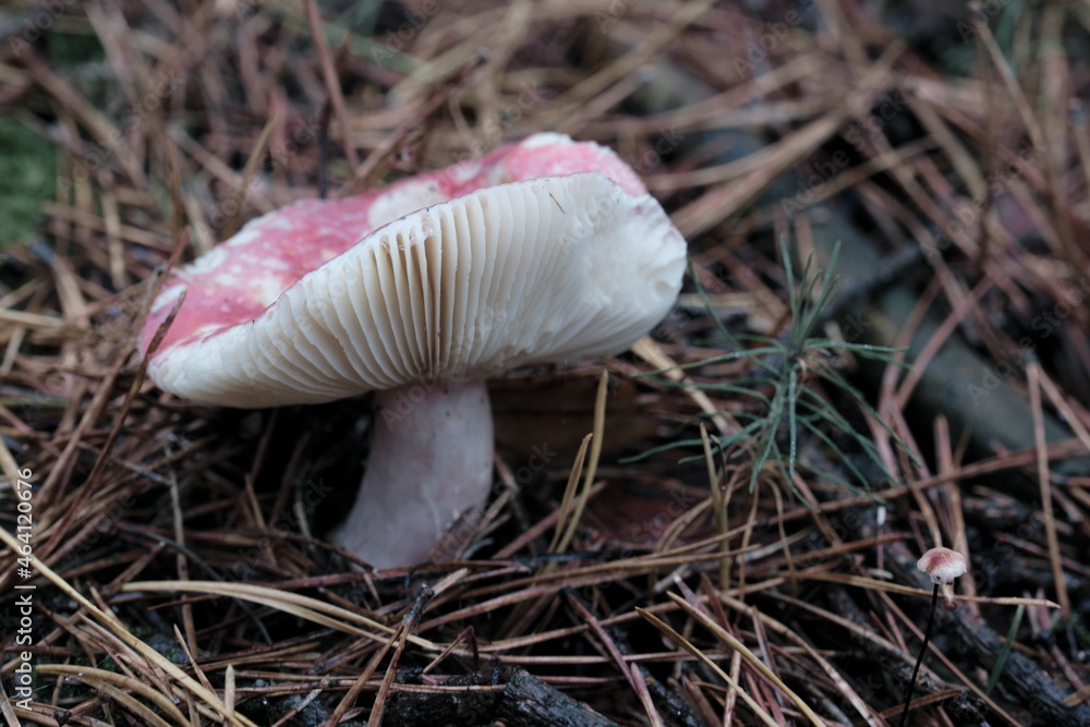 Solitary pink Russula mushroom growing among needles Solitary pink Russula mushroom growing among needles