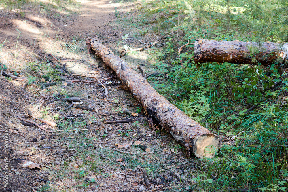 the sawn trunk of a fallen pine tree the sawn trunk of a fallen pine tree