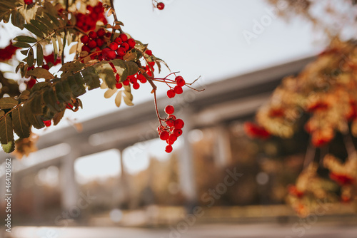 Foto red rowan berries on a branch. Autumn landscape