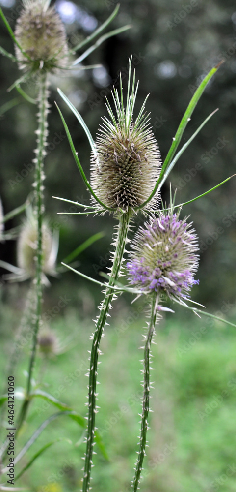 Obraz premium Dipsacus blooms in nature