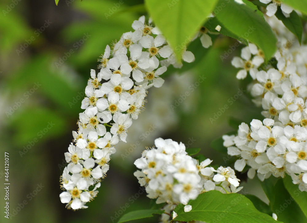 In spring, bird-cherry tree (Prunus padus) blooms in nature In spring, bird-cherry tree (Prunus padus) blooms in nature