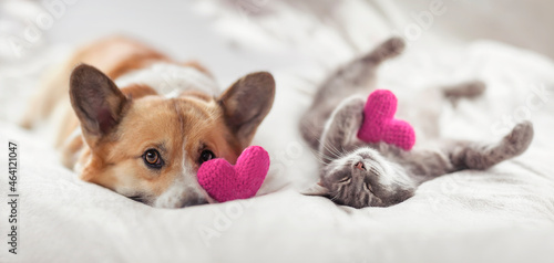 Photography cute corgi dogs and striped cat lie together on the bed surrounded by  pink hear