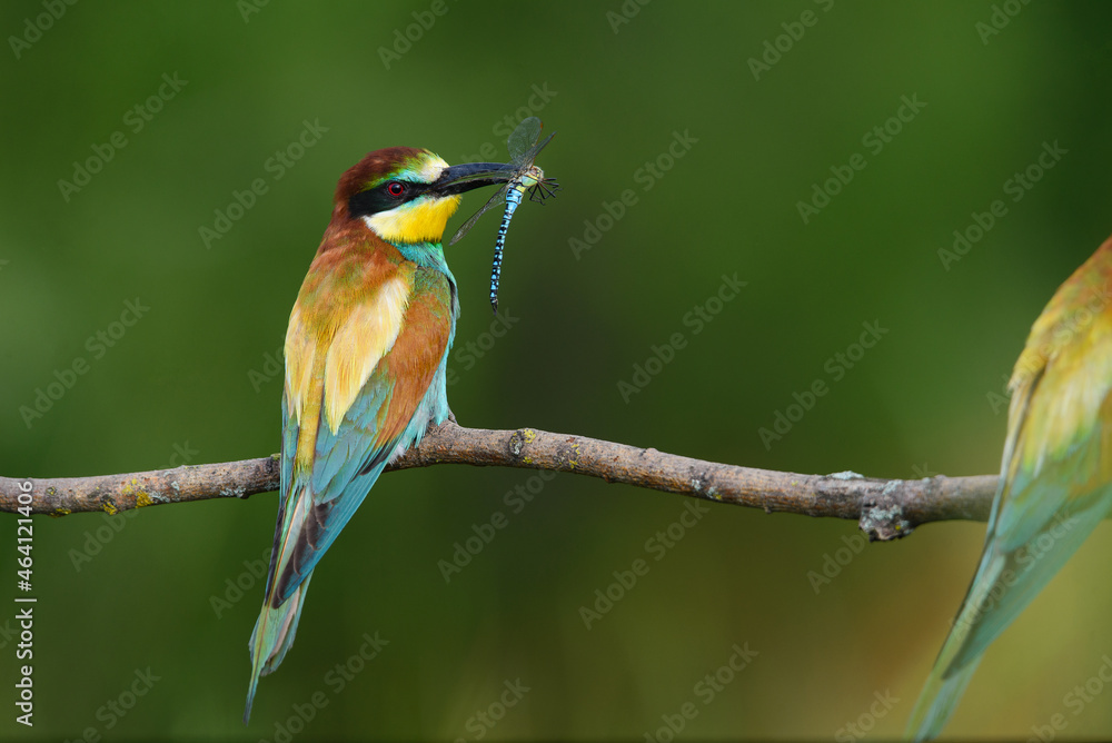 Obraz premium Bird with a dragonfly in its beak