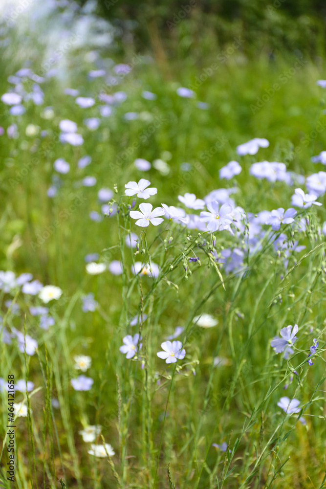Fototapeta premium flowers in the field, blue summer flowers, field flowers, blue flowers, Swedish nature, Swedish summer, midsommar, Swedish flowers