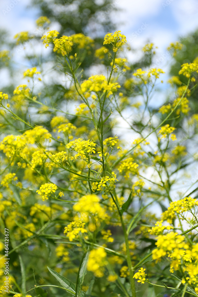 yellow flowers in the field, yellow flowers, summer yellow flowers, flowers in the field, field flowers, Swedish nature, Swedish summer, midsommar, Swedish flowers yellow flowers in the field, yellow flowers, summer yellow flowers, flowers in the field, field flowers, Swedish nature, Swedish summer, midsommar, Swedish flowers
