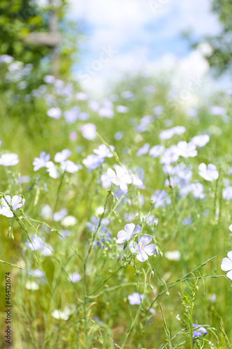 flowers on green background, flowers in the field, blue summer flowers, field flowers, blue flowers, Swedish nature, Swedish summer, midsommar, Swedish flowers