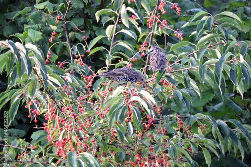 Molting young brown, black and white starlings sitting on a branch and eating ripening round red and purple wild cherry fruit
