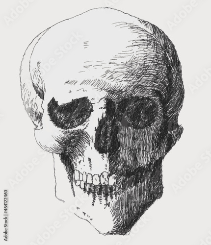 Pencil drawing / study of a human skull