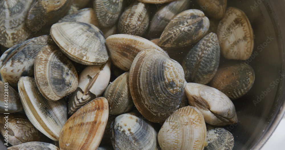 Fresh Raw clam in bowl