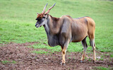 male common eland in the savanna